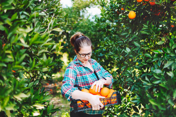 istock Female farmer picking in oranges in fruit garden 1464529591