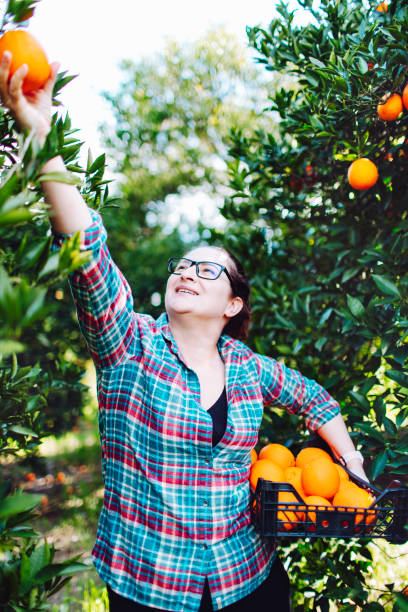 istock Female farmer picking in oranges in fruit garden 1464529611