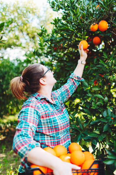istock Female farmer picking in oranges in fruit garden 1464529650