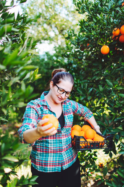 istock Female farmer picking in oranges in fruit garden 1464529729