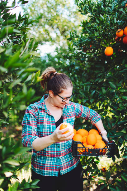 istock Female farmer picking in oranges in fruit garden 1464529783