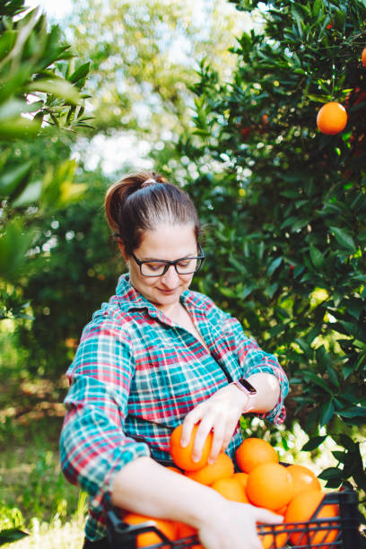 istock Female farmer picking in oranges in fruit garden 1464529812