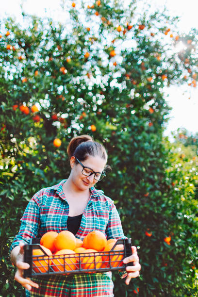 istock Female farmer picking in oranges in fruit garden 1464529816