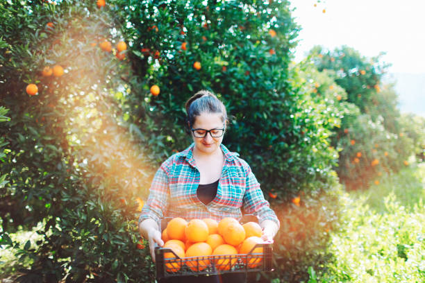 istock Female farmer picking in oranges in fruit garden 1464529859