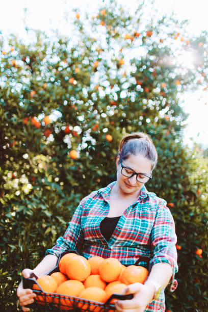 istock Female farmer picking in oranges in fruit garden 1464530045