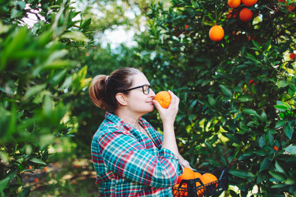 Agricultora recogiendo naranjas en huertos frutales - foto de stock