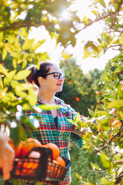 istock Female farmer picking in oranges in fruit garden 1464530180