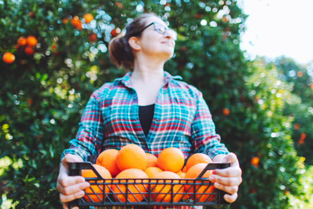 istock Female farmer picking in oranges in fruit garden 1464530988