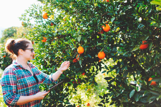 istock Female farmer examining oranges with digital tablet  in fruit garden 1464531009