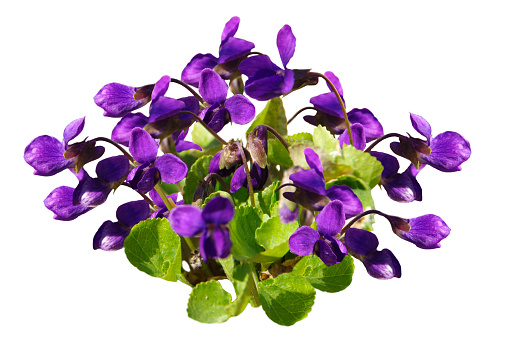 bouquet of violets isolated on a white background.