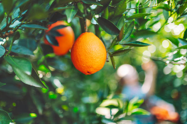 raccolta di arance da parte di una contadina nell'orto di frutta - close up women horizontal citrus fruit foto e immagini stock