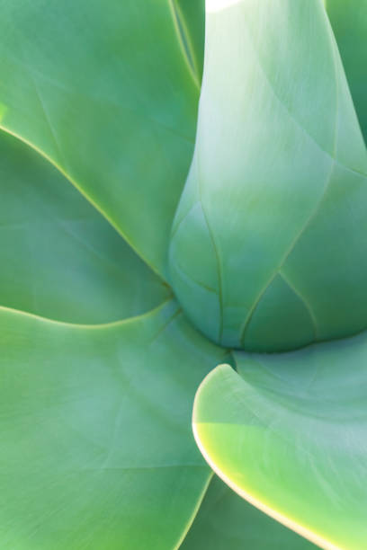 istock Bright green agave plant with succulent leaves close up 1464531070