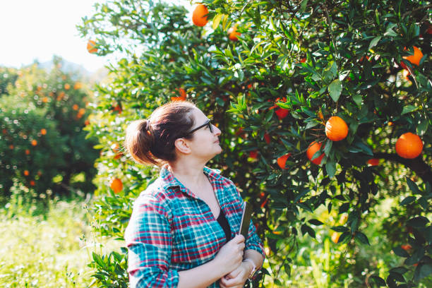 istock Female farmer examining oranges with digital tablet  in fruit garden 1464531293