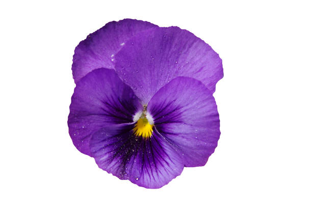 Isolated blue pansy head.   For more of my flowers (CLICK HERE)