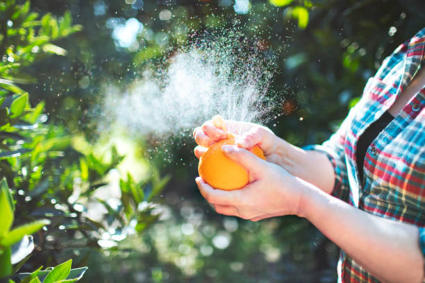 mão de mulher descascando uma laranja - close up women horizontal citrus fruit - fotografias e filmes do acervo