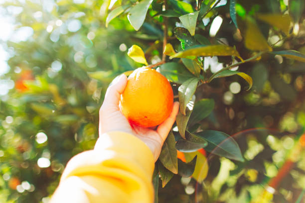 istock Hand picking in oranges in fruit garden 1464532774