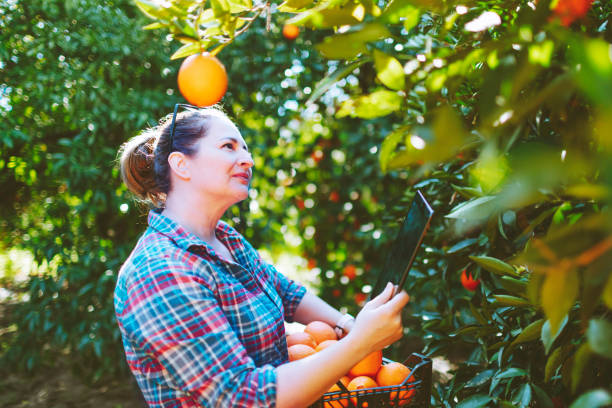 istock Female farmer picking in oranges in fruit garden 1464532906