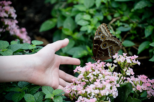 The person's hand is touching the flowers close to the butterfly