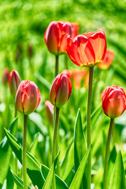 Red tulips Red tulips on bright green background spring bud selective focus outdoors stock pictures, royalty-free photos & images