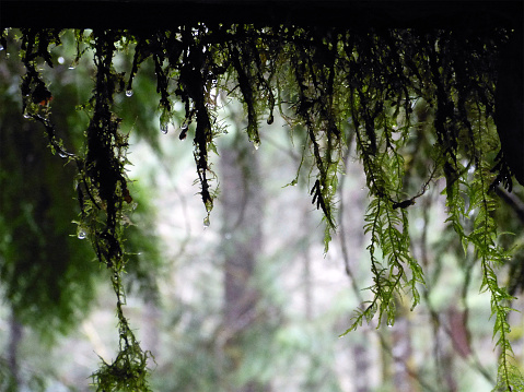 Moss hanging from a tree branch glistening with dew.