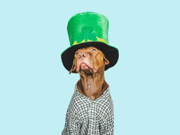 istock Puppy and a bright green leprechaun hat 1464539078