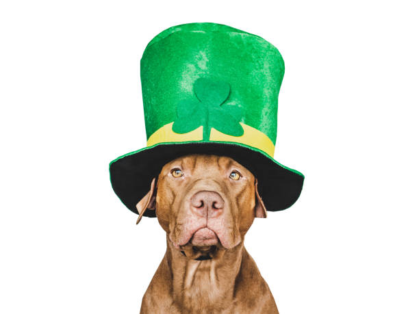 istock Puppy and a bright green leprechaun hat 1464539096