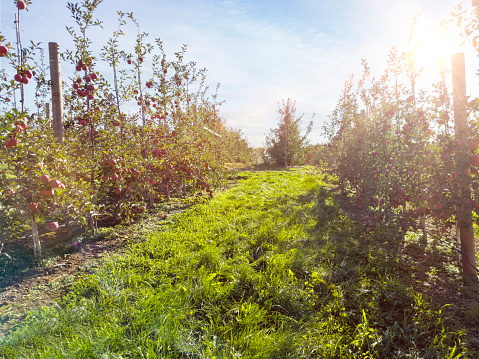 Apple trees in an orchard in a green meadow on the slope of a hill below a blue sky in sunlight in summer, Voeren, Voer Region, Limburg, Flanders, Belgium, June 27, 2020