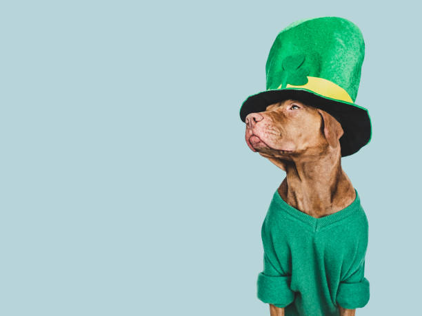 istock Puppy and a bright green leprechaun hat 1464539309