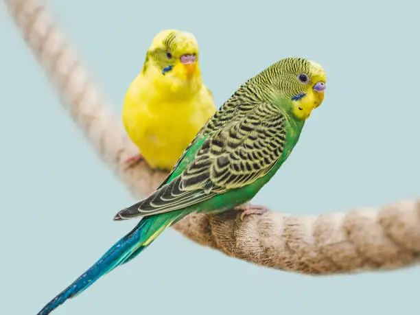 Bright, cute parrot sitting on a rope against the background of a white, wooden wall. Close-up, indoors. Studio photo. Day light. Concept of care, education and raising pets