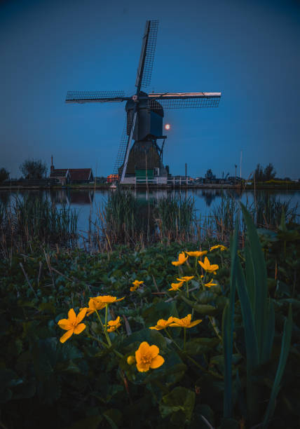 A famous Traditional Dutch wind mills with Yellow rapeseed flowers at sunrise in frost and fog in the foreground is grass and on the other side of the canal, located in Kinderdijk, the Holland.