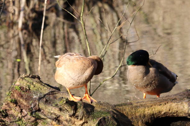 istock Two Mallard Ducks standing at the water edge cleaning themselves 1464542060