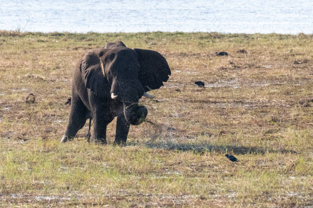 istock African Elephant in Chobe National Park 1464543431