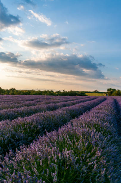 istock Lavender field in the Provence 1464543620