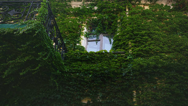 Window of an old house covered with climbing plants