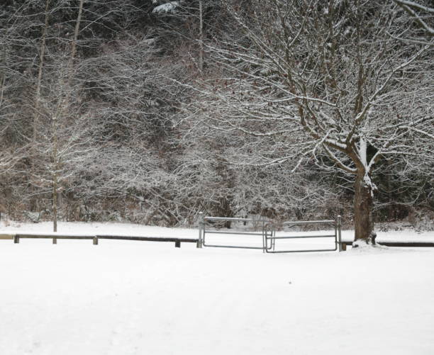 istock Winter Snow near a Forest Park in Canada 1464544728