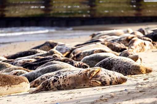 Grey Seals basking on the beach at Horsey, Morth Norfolk, UK