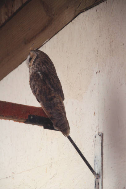 istock A close up of an Owl 1464556200
