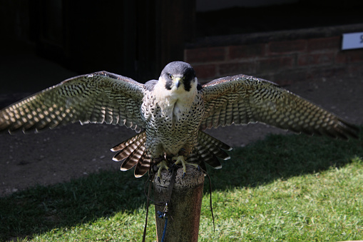 A close up of a Peregrine Falcon on a post in the summer