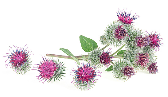 Burdock flowers with green leaves isolated on a white background. Prickly heads or Burdock flowers. Medicinal plant: Arctium.