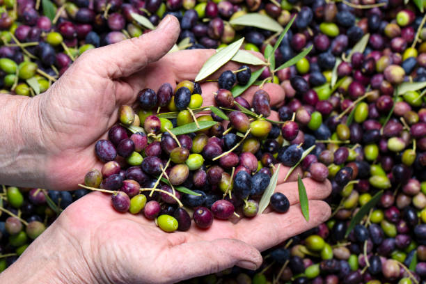 istock Green and black olives with leaves texture background 1464559718
