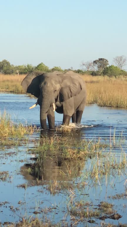 Elephant Walks Slowly in Water Way in Africa