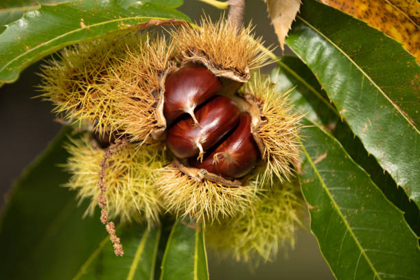 istock chestnuts on the tree in autumn 1464561400