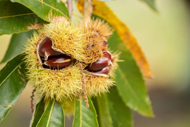 istock chestnuts on the tree in autumn 1464561419