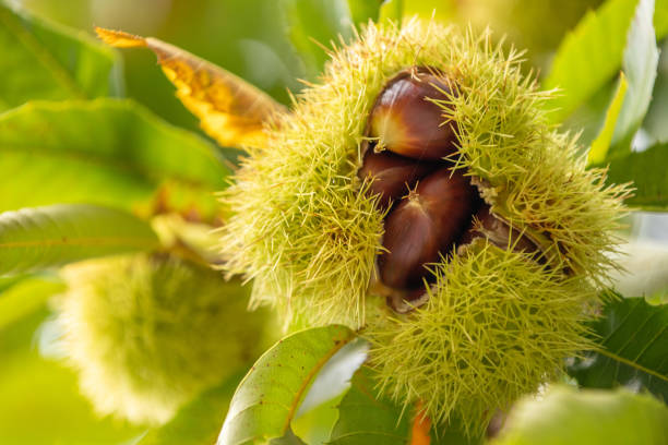 istock chestnuts on the tree in autumn 1464561426