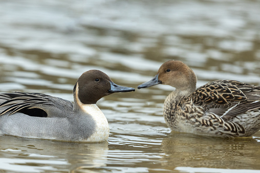 Close shot of a female and male pintail or northern pintail (Anas acuta).