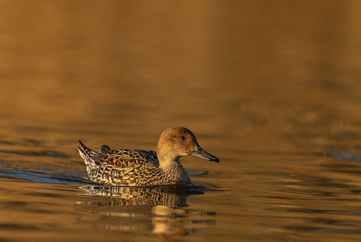 Female pintail or northern pintail (Anas acuta) swimming in a lake.
