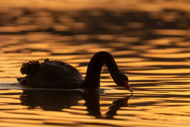 Beautiful black swan (Cygnus atratus) swimming in a lake with the reflections of a moody sky.