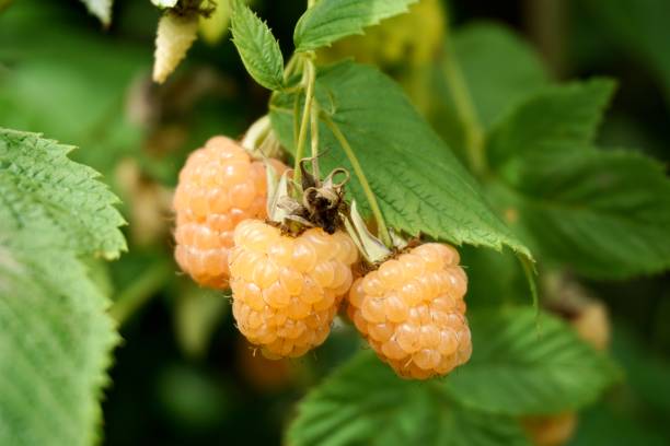 Rubus idaeus (raspberry, also called red raspberry or occasionally European red raspberry to distinguish it from other raspberry species) is a red-fruited species of Rubus native to Europe. A white raspberry is hanging on a branch. Ripe white raspberries. Yellow raspberries are ready to harvest. A yellow raspberry is hanging on a branch. Ripe yellow raspberries on a branch. golden raspberry stock pictures, royalty-free photos & images