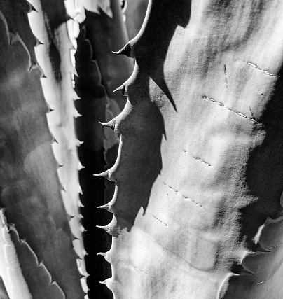 Shadows and light highlight the spiky edge details of leaves on an agave plant. In black and white.