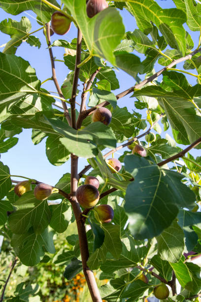 Figs on the tree (Ficus carica) stock photo